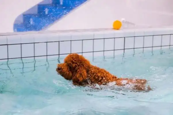 Does a teddy dog learn to swim