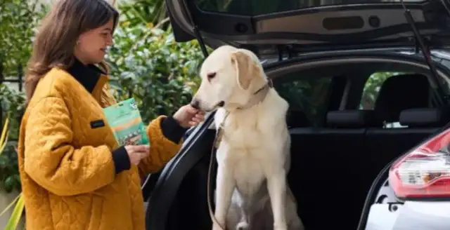 A pet's smart technology empowers aging care, and its economic wave revolutions. New Blue Sea