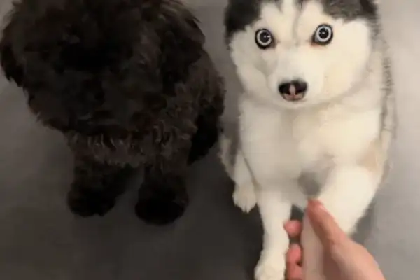 There's a big difference between a dog's personality. One just shakes hands, the other doesn't