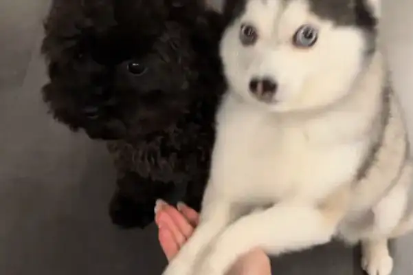 There's a big difference between a dog's personality. One just shakes hands, the other doesn't