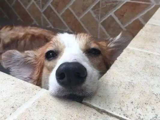 The dog is smart enough not to take a bath, the master can't do anything about it