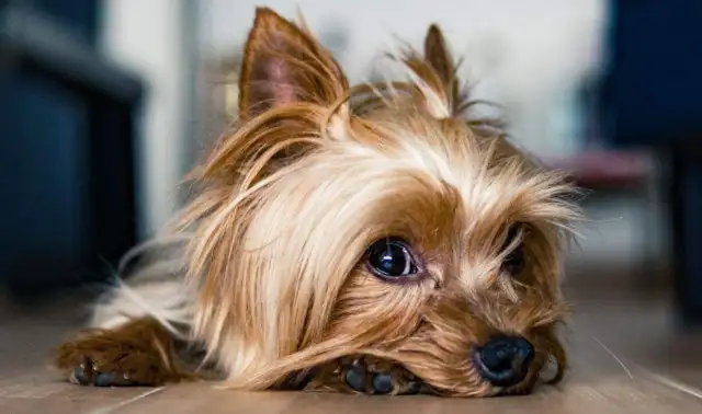 A bath for a pet can pay more than ten thousand a month。