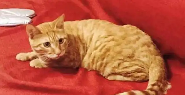 Buy a cat back at the neighbor's house, go home and take a bath
