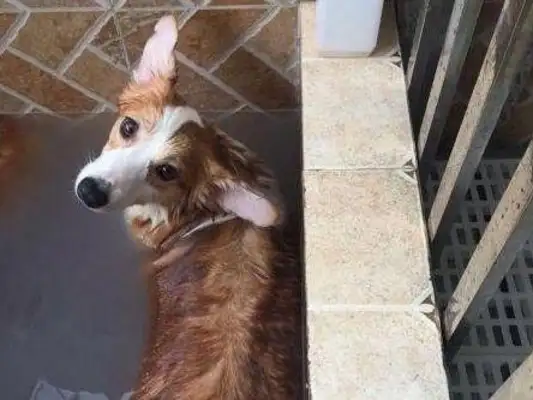 The dog is smart enough not to take a bath, the master can't do anything about it