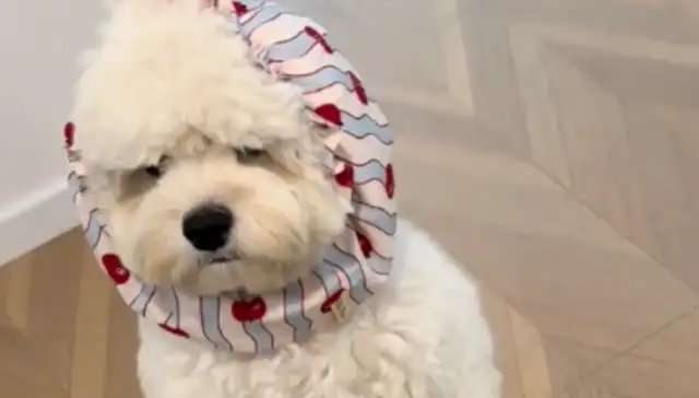 The dog looks very old in his collar. Netizen: Retired for over a decade