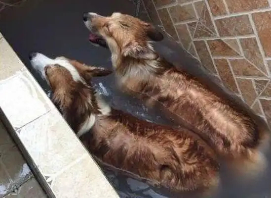 The dog is smart enough not to take a bath, the master can't do anything about it