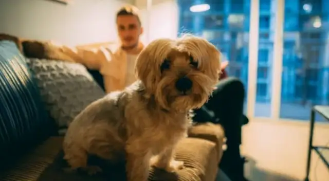 The pet economy boils: it's no longer a small business, but a window for insight into emotional consumption