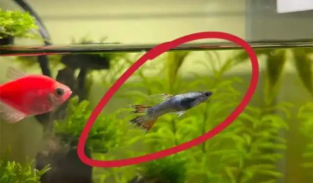 What about peacockfish