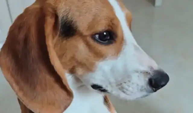 The Beagle's supposed to cry and let the owner take himself out
