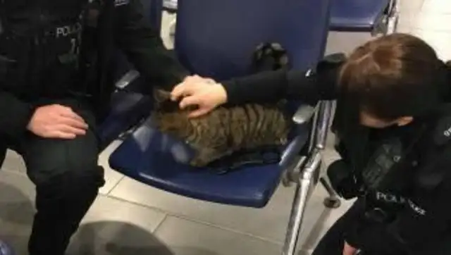 The tiger cat has a home and runs the hospital every day, selling snacks and being treated like a stray cat