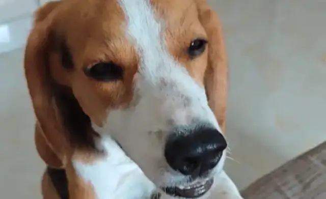 The Beagle's supposed to cry and let the owner take himself out