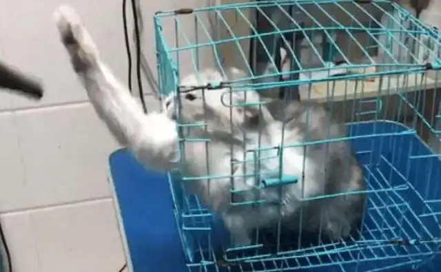Take the cat to the pet store and wash it to half the boss