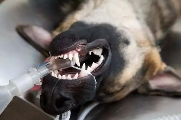 Is it dangerous for a dog to wash his teeth