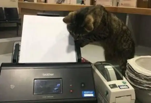 The tiger cat has a home and runs the hospital every day, selling snacks and being treated like a stray cat