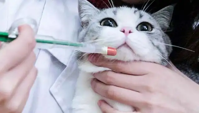 How long can a cat overdose slow down