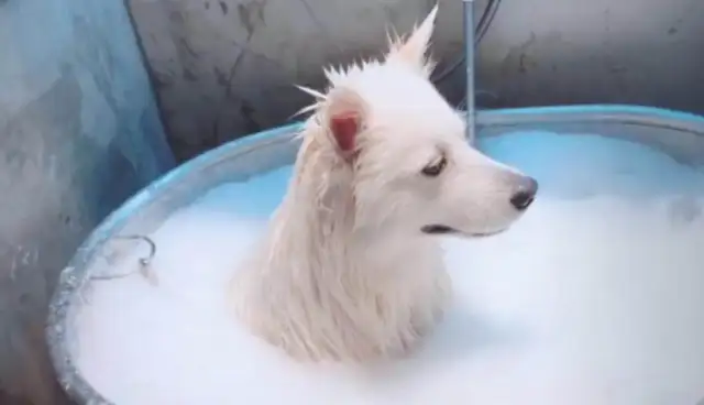 Samoye bathe, master: you're no longer a mortal after the gold sting