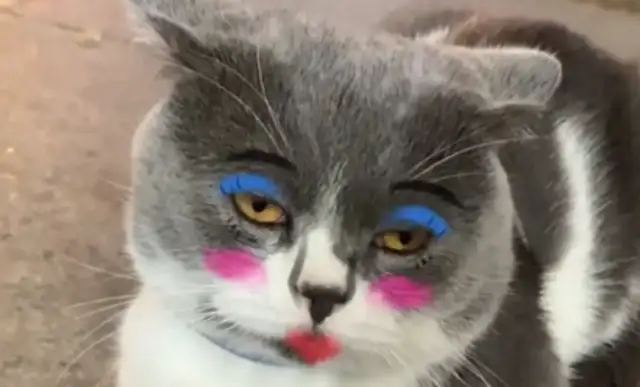 A man gives a cat a second of makeup, and a cat turns into a beauty