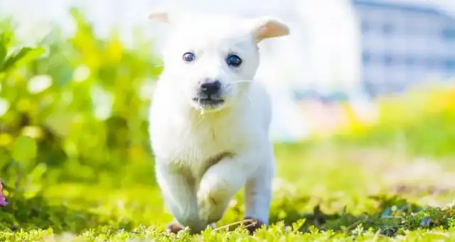The pet economy boils: it's no longer a small business, but a window for insight into emotional consumption