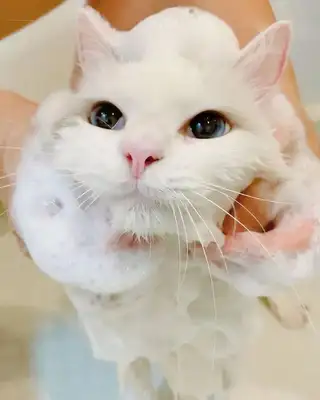 A bath-loving cat, who likes it not only himself, but also his siblings