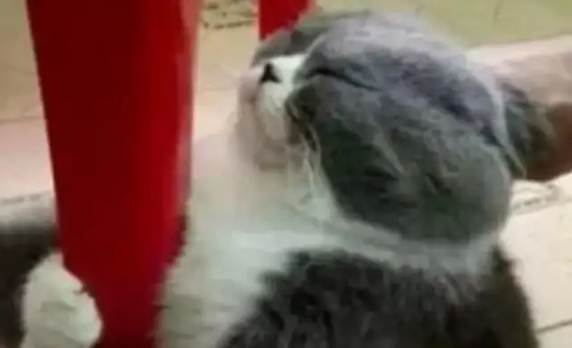 Getting hot water to bathe the cat