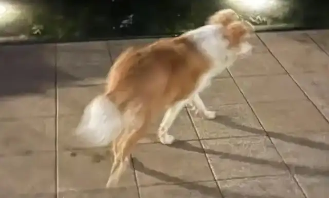 The dog came home in over 200 days. Master: He escaped. His front leg was broken
