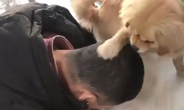 The dog saw his master bowing down,