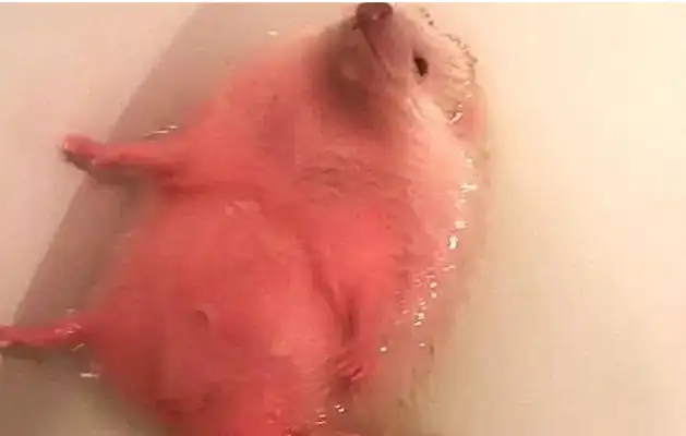 The hostess bathed the hedgehogs, put hot water and forgot