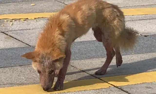 The dog came home in over 200 days. Master: He escaped. His front leg was broken