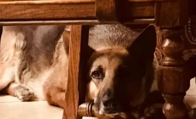 The mailman always brings snacks to the dog, and he gets a special letter..