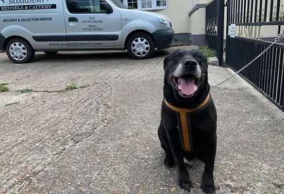 All blind dogs want snacks, but they can't find the owner! It's a pain in the ass
