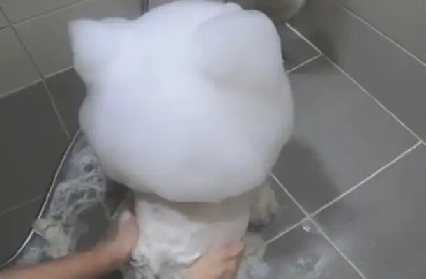 When the master showered the dog, he got it a big dog-head design