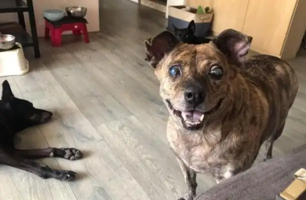 All blind dogs want snacks, but they can't find the owner! It's a pain in the ass