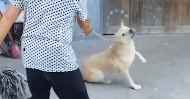 The master died, and the hostess sold his favorite dog to a dog dealer