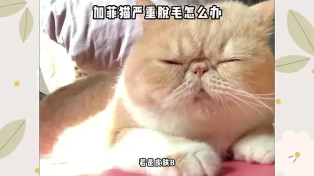 What does Garfield Cat do with beauty