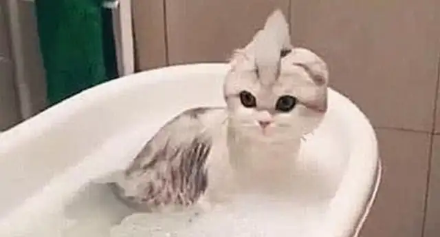 I took a shower for the cat. I went out to get a towel. I came back to look at the cat's new look and laughed. Turbo