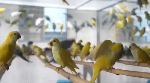 The little parrot turns into a "rich bird" with an annual value of over $2.5 billion