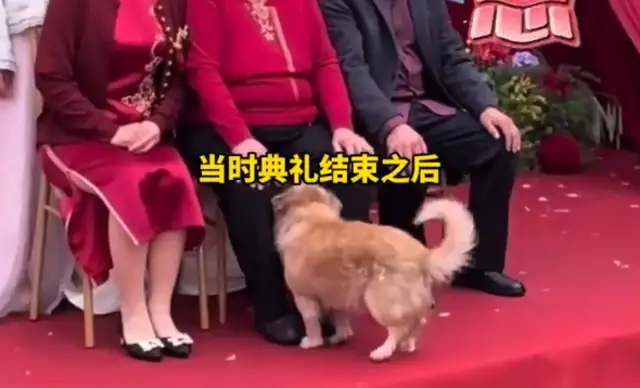 When the wedding ceremony is over, the dog comes to the stage and joins