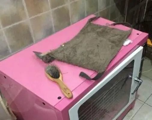 Take the pet to the pet store and take a bath. Internal