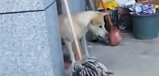 The master died, and the hostess sold his favorite dog to a dog dealer