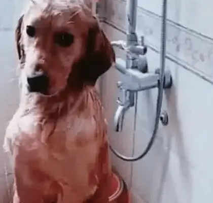 The master bathed the golden hair, left in an emergency, came back in half an hour to watch the blindfold