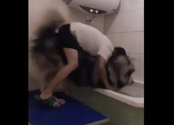 The master bathed the big dog. A slipper let the dog fall