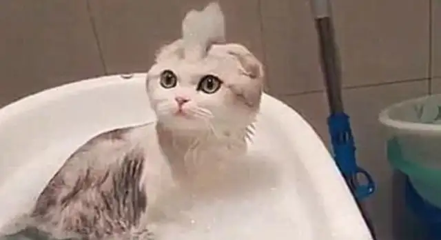I took a shower for the cat. I went out to get a towel. I came back to look at the cat's new look and laughed. Turbo