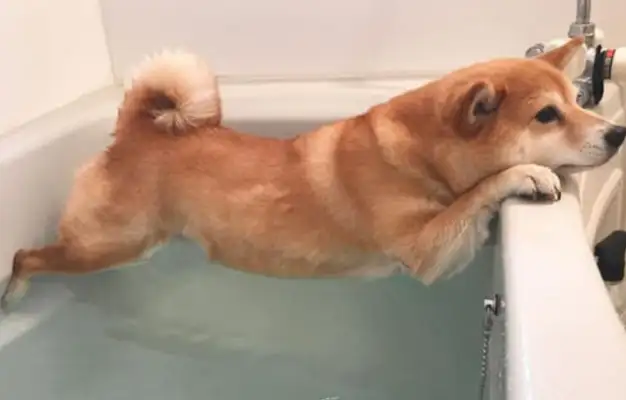 Why is a dog so resistant to bathing? Learn these. Dogs love baths