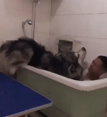 The master bathed the big dog. A slipper let the dog fall