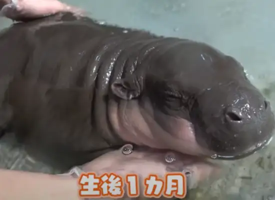 The hippo's having a nice bath and a nice look