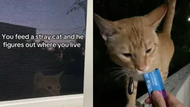 Californian women are so kind to feed a stray cat, they find it, and it makes you laugh