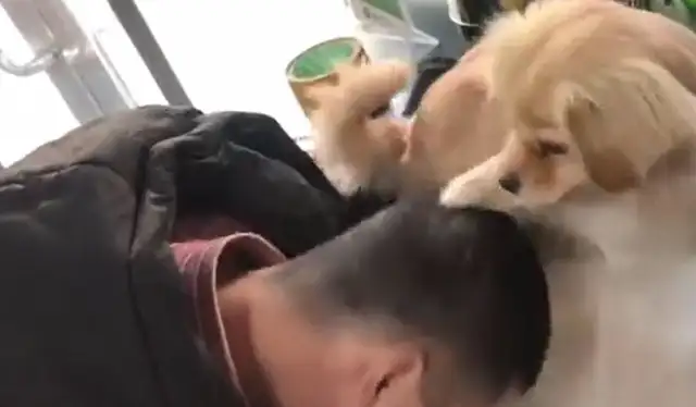The dog saw his master bowing down,