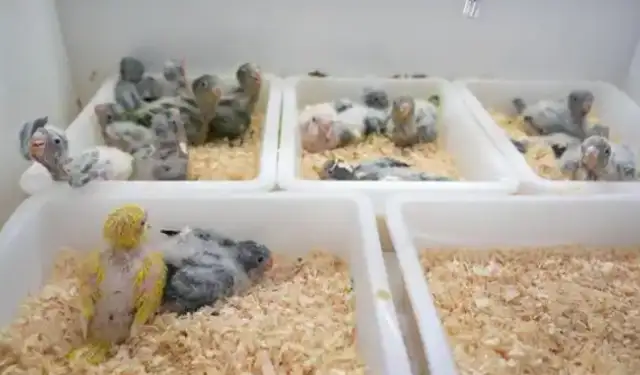 The little parrot turns into a 