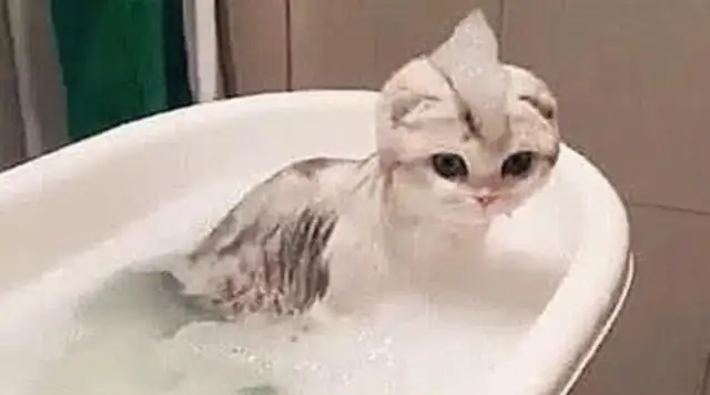 I took a shower for the cat. I went out to get a towel. I came back to look at the cat's new look and laughed. Turbo