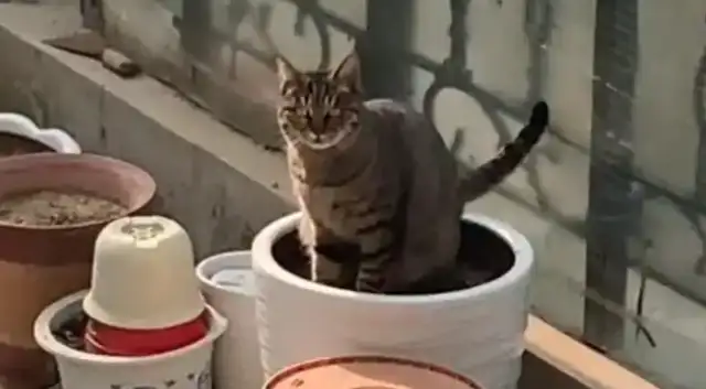 Californian women are so kind to feed a stray cat, they find it, and it makes you laugh